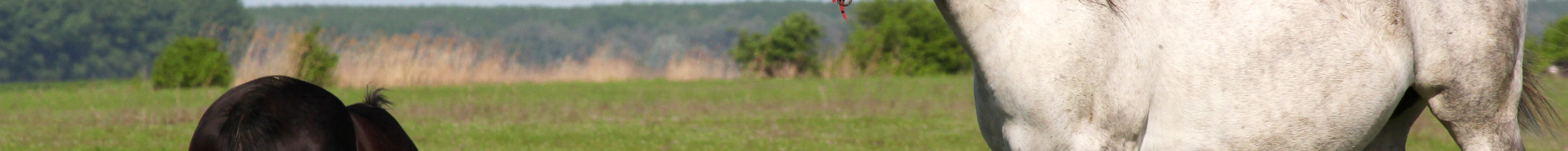 IA decifra estados emocionais dos animais através de vocalizações