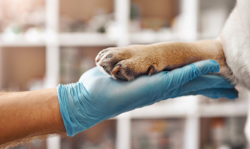 Veterinários estreiam-se na lista das 100 personalidades mais influentes em saúde da revista TIME