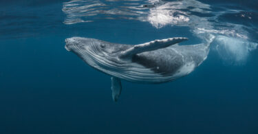 Alterações climáticas emergem como a terceira maior ameaça à vida selvagem global, alerta estudo