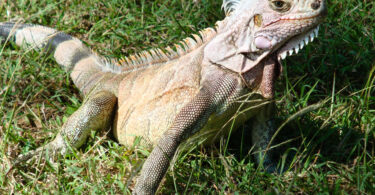 Estudo revelou presença de bactérias resistentes a antibióticos em répteis de companhia em Portugal