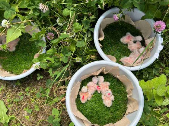 UTAD intensifica esforços na preservação do tartaranhão-caçador