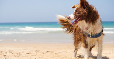 Época de verão aumenta o risco de intoxicações em animais de companhia