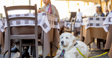 Levar um animal de companhia a um restaurante? Conheça o que diz a lei