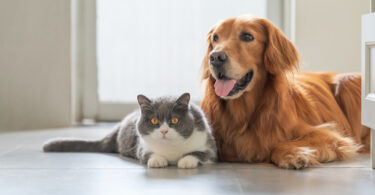 Bruxelas aprova novas regras para o bem-estar e monitorização de cães e gatos