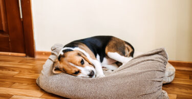 Estudo revela as causas mais comuns de diarreia aguda em cães