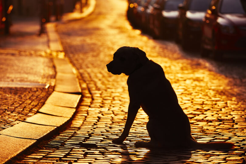 Eutanásia de animais de rua aumentou em 2024. Adoções e esterilizações diminuíram