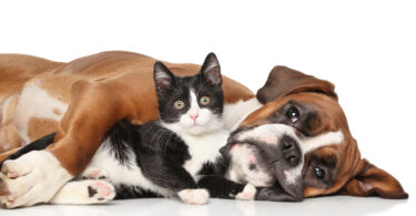 VetNova lança Cutania® M-Wipes: nova solução dermatológica para cães e gatos