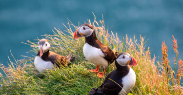 Estudo alerta para o risco de extinção de mais de 500 espécies de aves no próximo século
