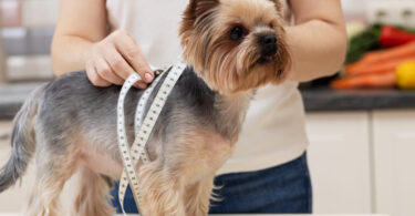 Cães com obesidade? Estudo mostra que não é só uma questão de comida