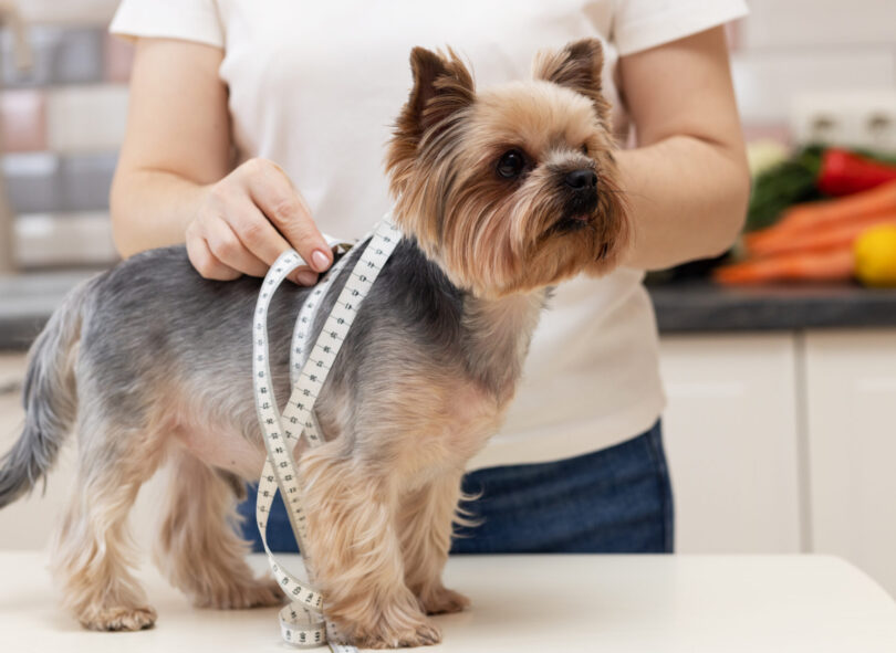 Cães com obesidade? Estudo mostra que não é só uma questão de comida
