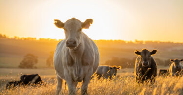 Nova proposta da Política Agrícola Comum: O que muda para o bem-estar animal?