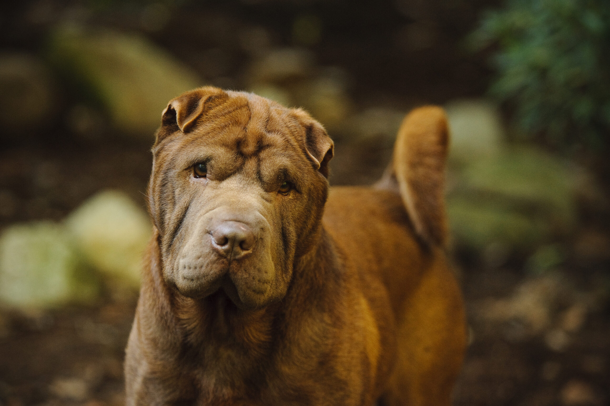 Estudo alerta para graves problemas oculares em raças de cães com pálpebras deformadas