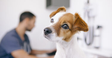 Universidade do Porto cria mestrado em Comportamento Animal Aplicado ao Bem-estar Global