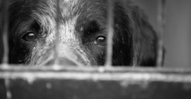 Maus-tratos a animais aumentam significativamente em Inglaterra