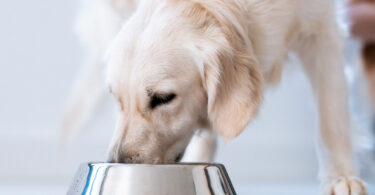 Royal Canin destaca papel da nutrição personalizada na saúde canina