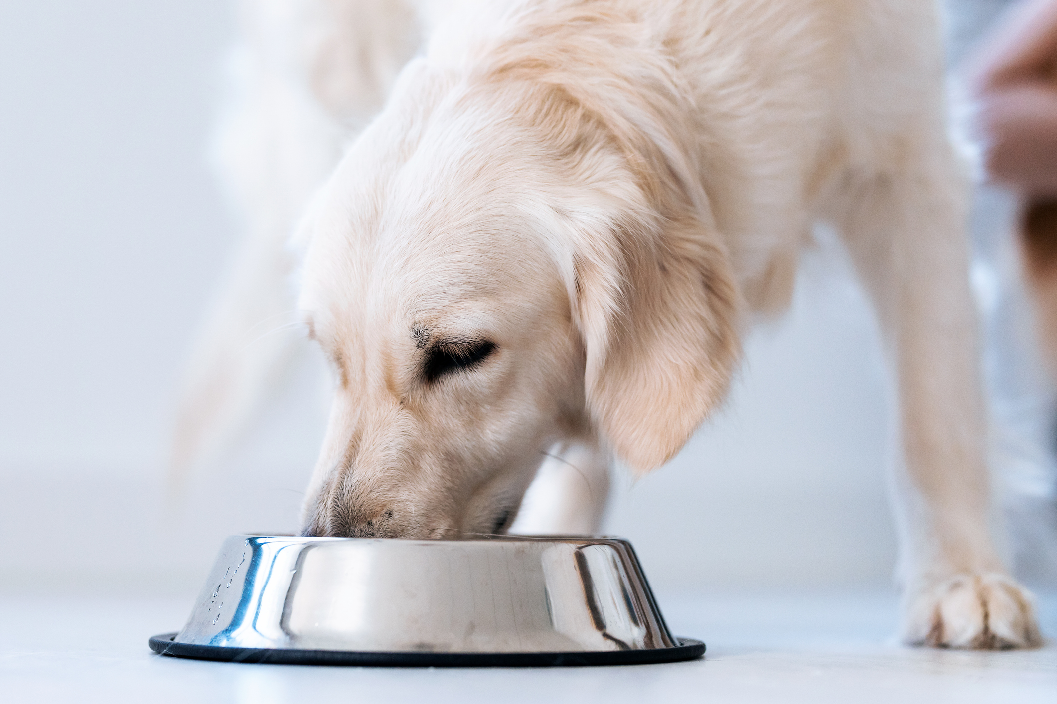 Royal Canin destaca papel da nutrição personalizada na saúde canina