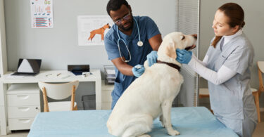 Desemprego no setor veterinário recua 3,8% em Espanha no 1.º semestre