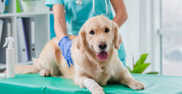 Veterinários portugueses mostram interesse crescente em terapias com células estaminais