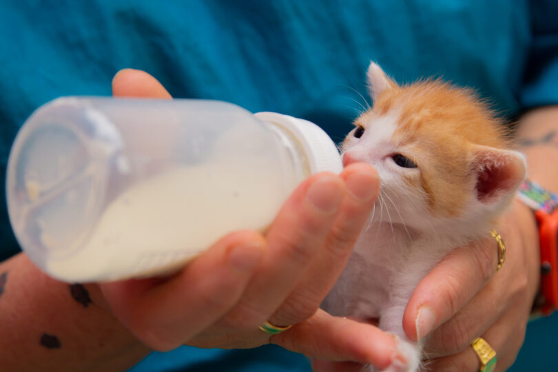 Há novas diretrizes de reanimação neonatal para cães e gatos recém-nascidos