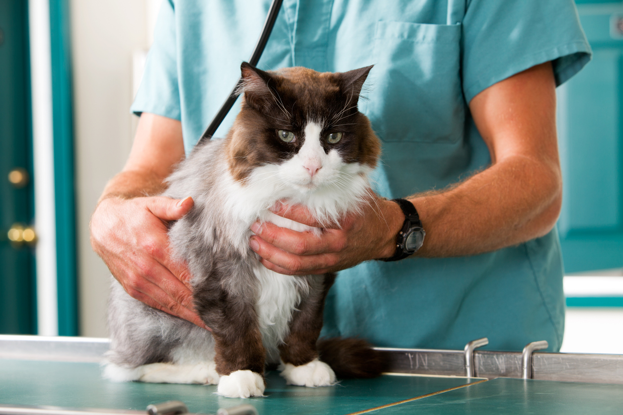 Cádiz recebe em 2026 congresso dedicado ao aparelho digestivo felino