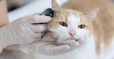 Diabetes em gatos: Quais os principais fatores de risco identificados?