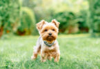 Yorkshire Terriers vivem mais e mantêm boa saúde, mas perdem popularidade junto dos tutores