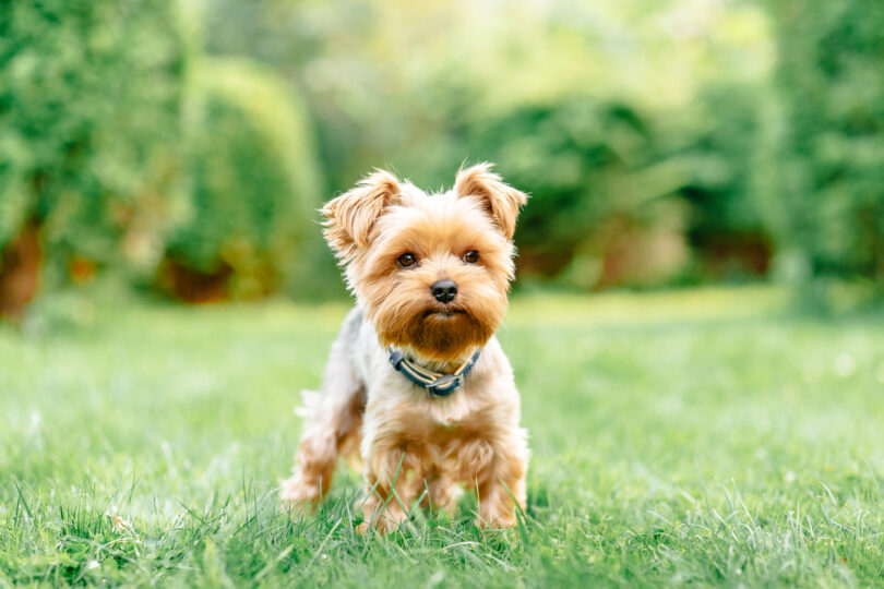 Yorkshire Terriers vivem mais e mantêm boa saúde, mas perdem popularidade junto dos tutores