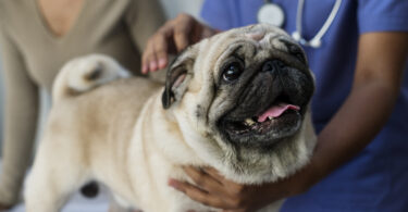 Estudo mostra que cães braquicefálicos são mais calmos, mas menos obedientes