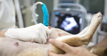 Estudo mostra que esterilização por laparoscopia reduz complicações em cadelas