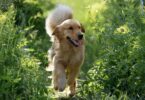 MSD Animal Health apresenta Numelvi no Congresso Europeu de Dermatologia Veterinária