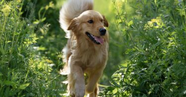 MSD Animal Health apresenta Numelvi no Congresso Europeu de Dermatologia Veterinária