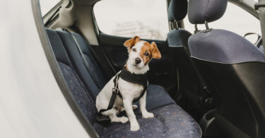 Estudo avalia eficácia do CBD na redução do stress em cães em viagens