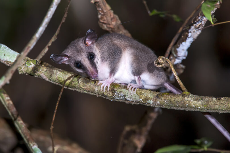 Drones com câmaras térmicas ajudam a localizar animais ameaçados nas florestas