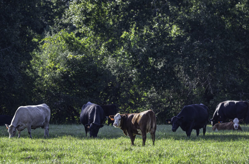 Verão de 2025 foi o mais quente de sempre e aumenta risco de zoonoses, alertam entidades espanholas