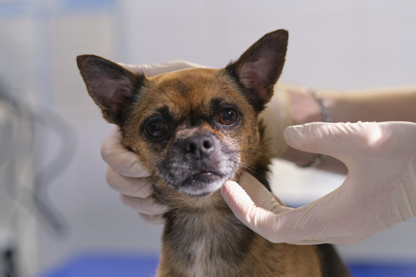 Estudo comprova eficácia de iodo radioativo no tratamento do cancro da tiroide em cães