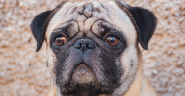Alterações ósseas podem reduzir sucesso de cirurgias em cães braquicefálicos