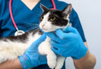 Investigação revelou novos avanços no estudo do cancro pancreático em gatos
