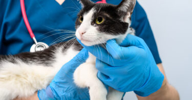 Investigação revelou novos avanços no estudo do cancro pancreático em gatos