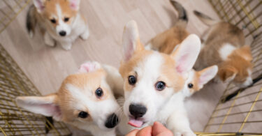 Tutores revelam que cuidar de um cachorro pode ser mais desafiador do que imaginavam