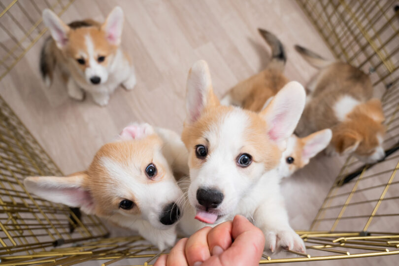 Tutores revelam que cuidar de um cachorro pode ser mais desafiador do que imaginavam