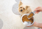 Há novas diretrizes nutricionais de 2025 para cães e gatos