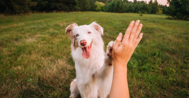 Portugal é o segundo país da UE com mais cães por habitante