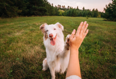 Portugal é o segundo país da UE com mais cães por habitante