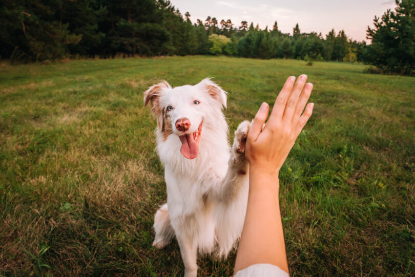 Portugal é o segundo país da UE com mais cães por habitante