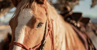 Dechra anuncia chegada da Strangvac® a mercados-chave do sul da Europa