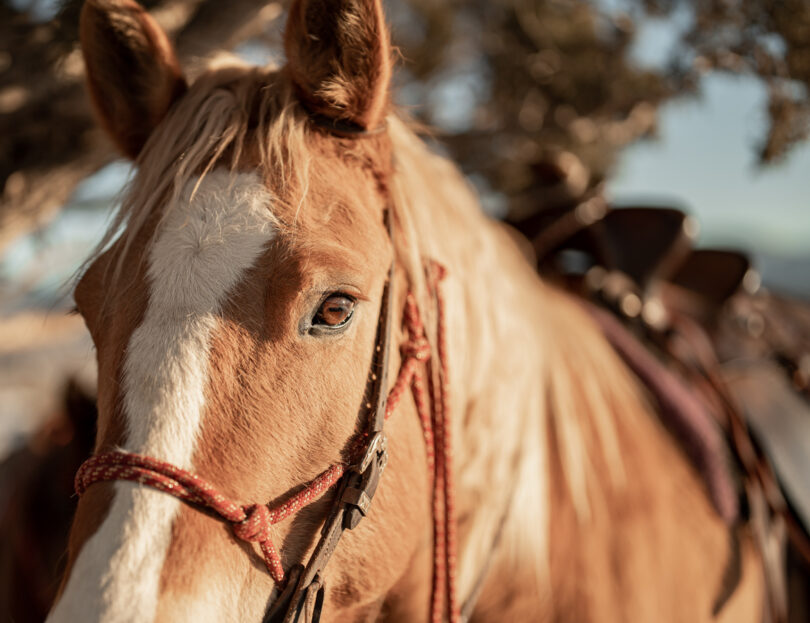 Dechra anuncia chegada da Strangvac® a mercados-chave do sul da Europa