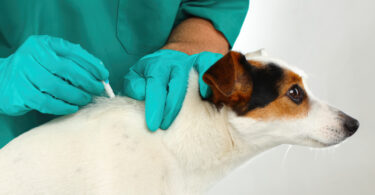 Novas diretrizes internacionais para o uso de antimicrobianos em infeções cutâneas caninas