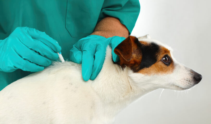 Novas diretrizes internacionais para o uso de antimicrobianos em infeções cutâneas caninas