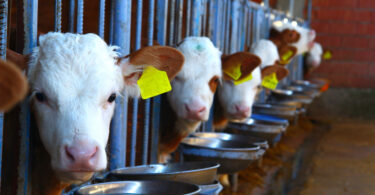 Espanha continua a ser o maior produtor de rações da UE