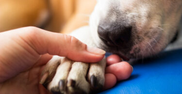 Faro lança programa que une proteção animal e apoio social